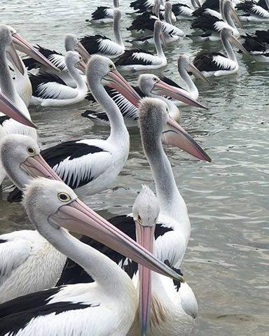 bayview beach - Daily Pelican Feeding