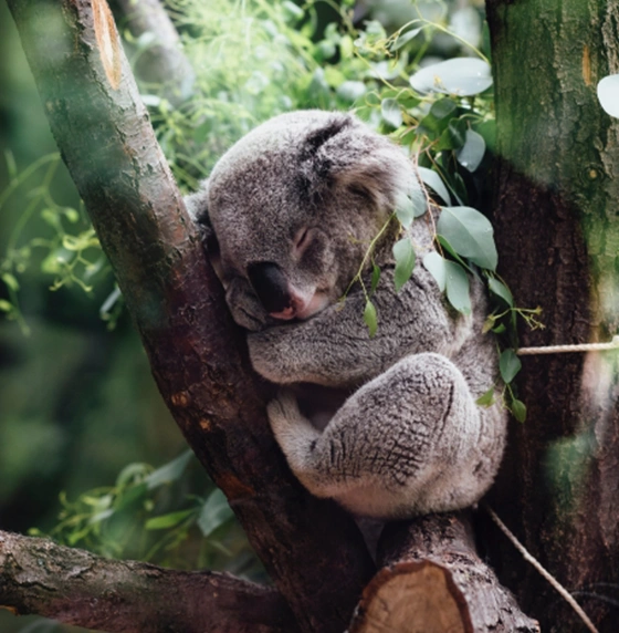 Coombabah Lakelands Conservation Area