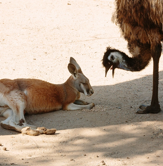 Currumbin Wildlife Sanctuary